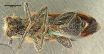 Media type: image;   Entomology 33465 Aspect: habitus ventral view